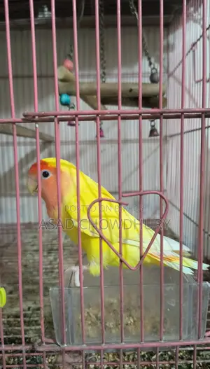 Adult Female Lovebird