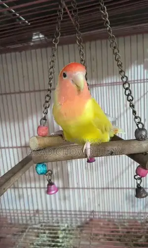 Adult Female Lovebird