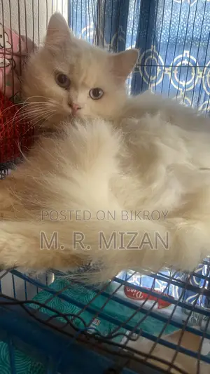 ১+ বছরের পুরুষ বিশুদ্ধ পার্সিয়ান বিড়াল
