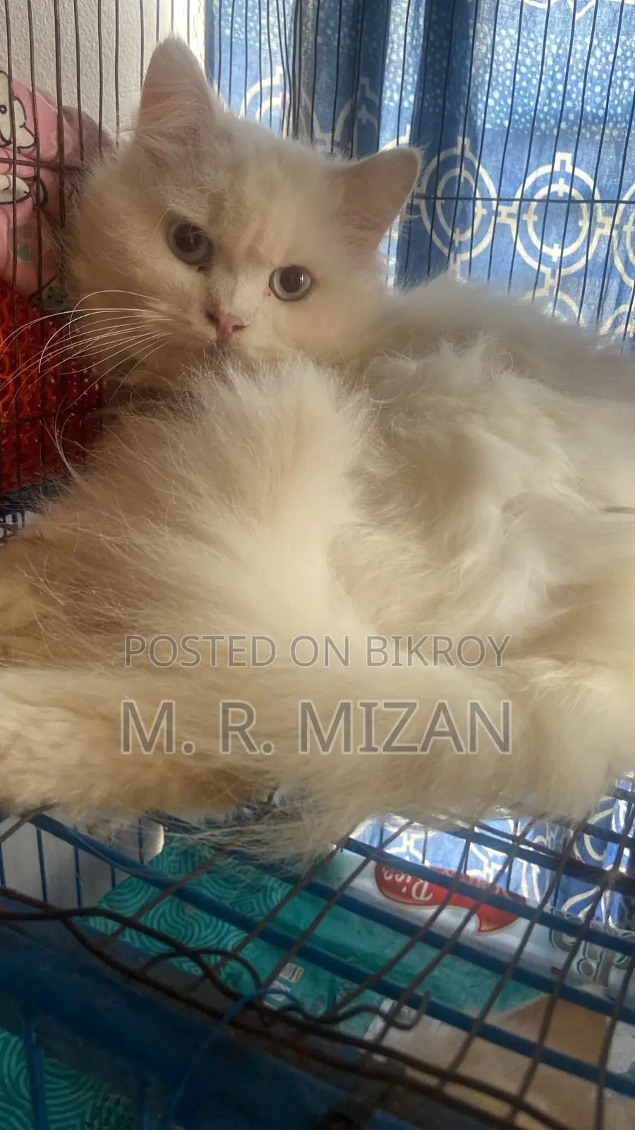 1+ Year Male Purebred Persian