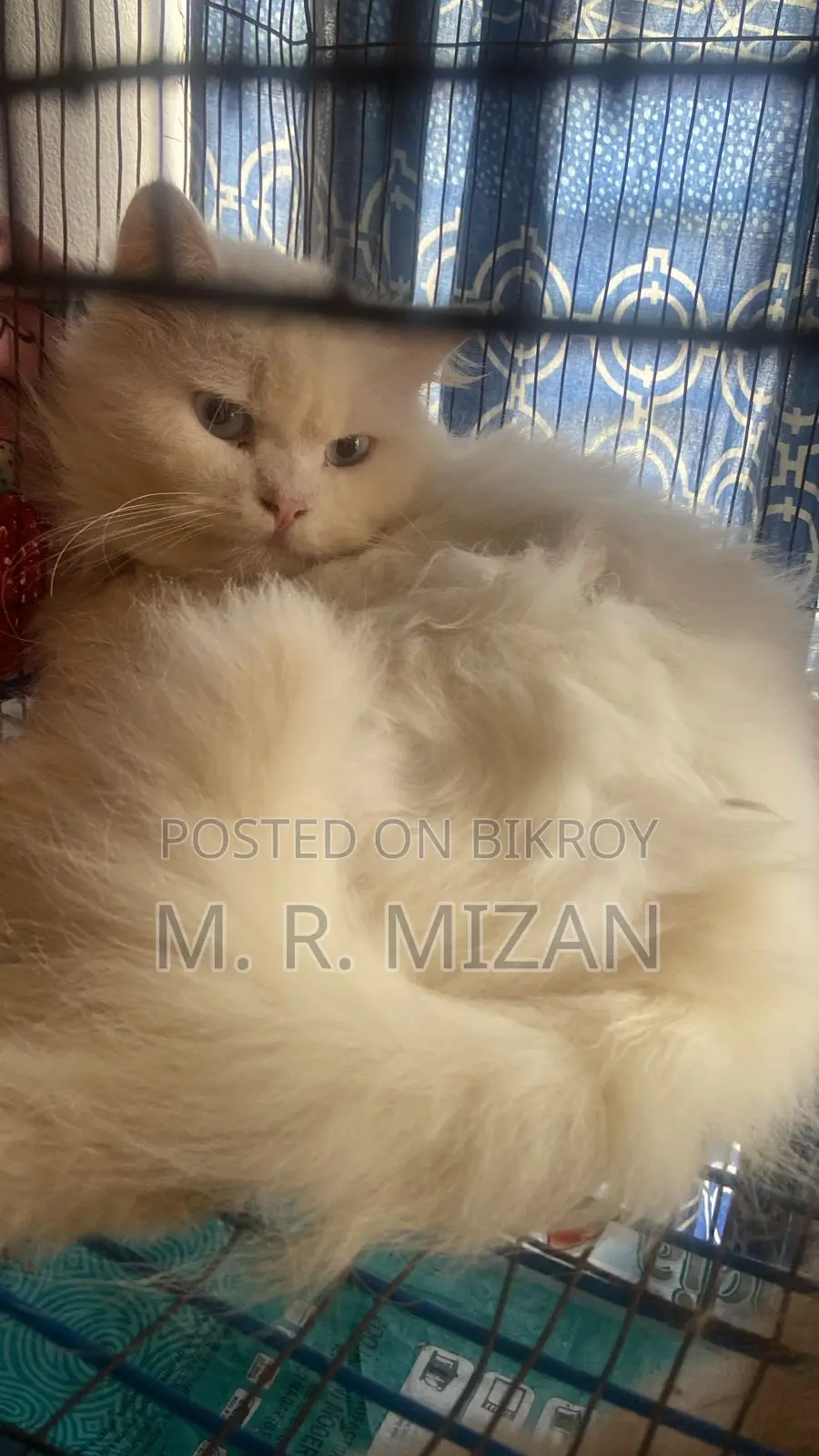 1+ Year Male Purebred Persian