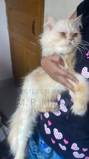 1+ Year Male Purebred Persian