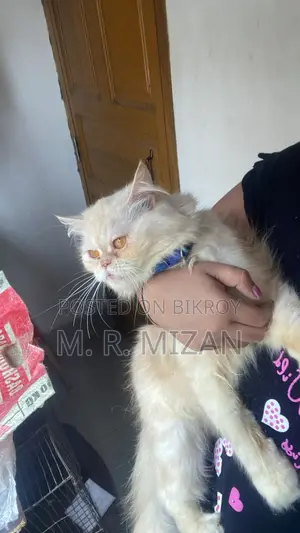 1+ Year Male Purebred Persian