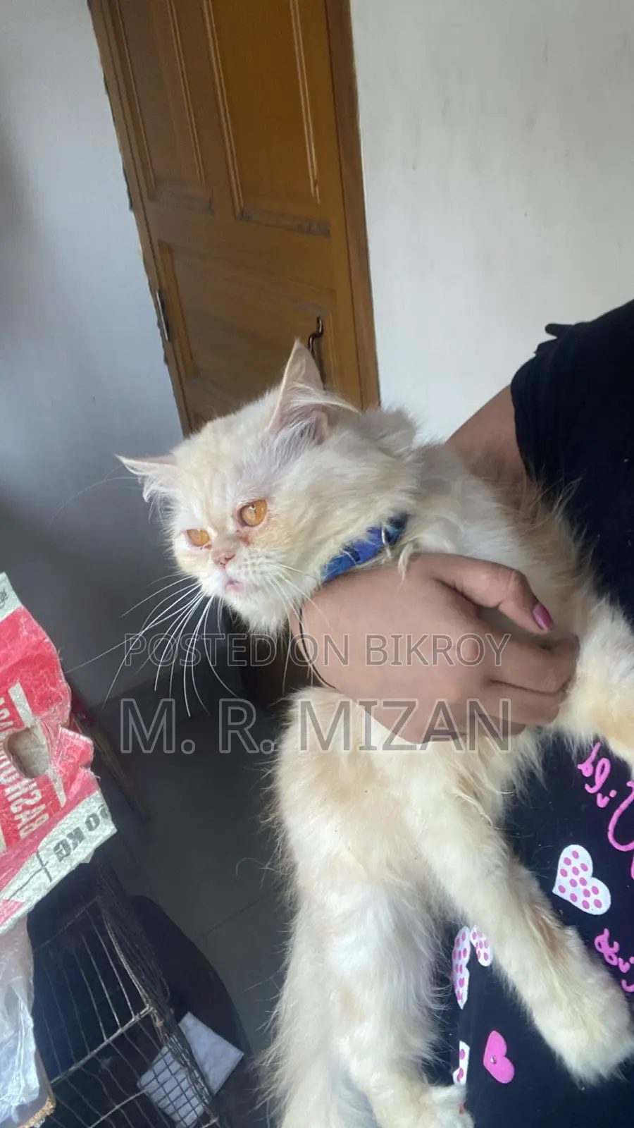 1+ Year Male Purebred Persian