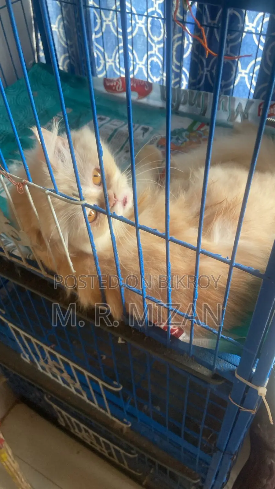 1+ Year Male Purebred Persian