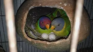 Fresh condition, a pair of Lovebird birds for sale with eggs.