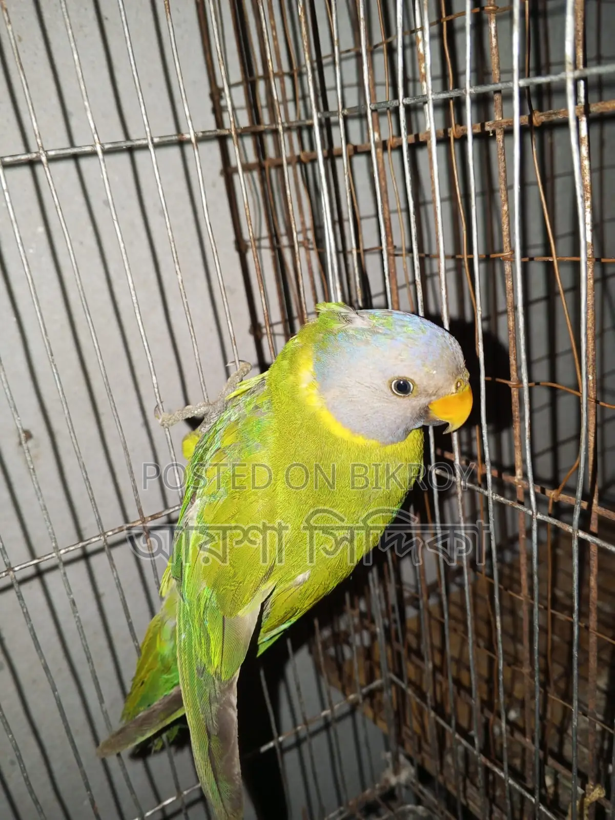 Fresh condition, a pair of Lovebird birds for sale with eggs.