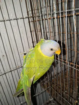 Fresh condition, a pair of Lovebird birds for sale with eggs.