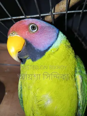 Fresh condition, a pair of Lovebird birds for sale with eggs.