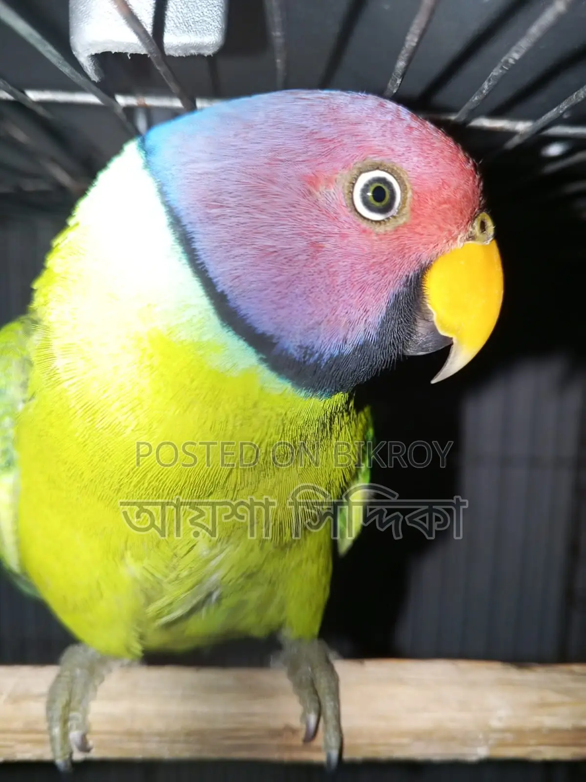 Fresh condition, a pair of Lovebird birds for sale with eggs.