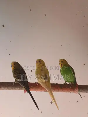 Budgie Birds for Sale