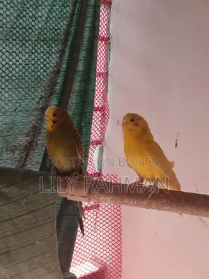 Budgie Birds for Sale
