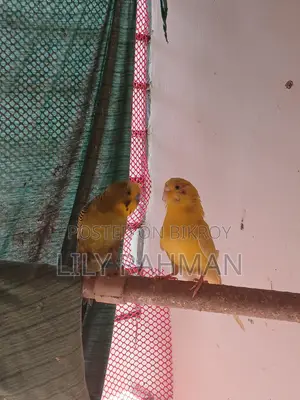 Budgie Birds for Sale