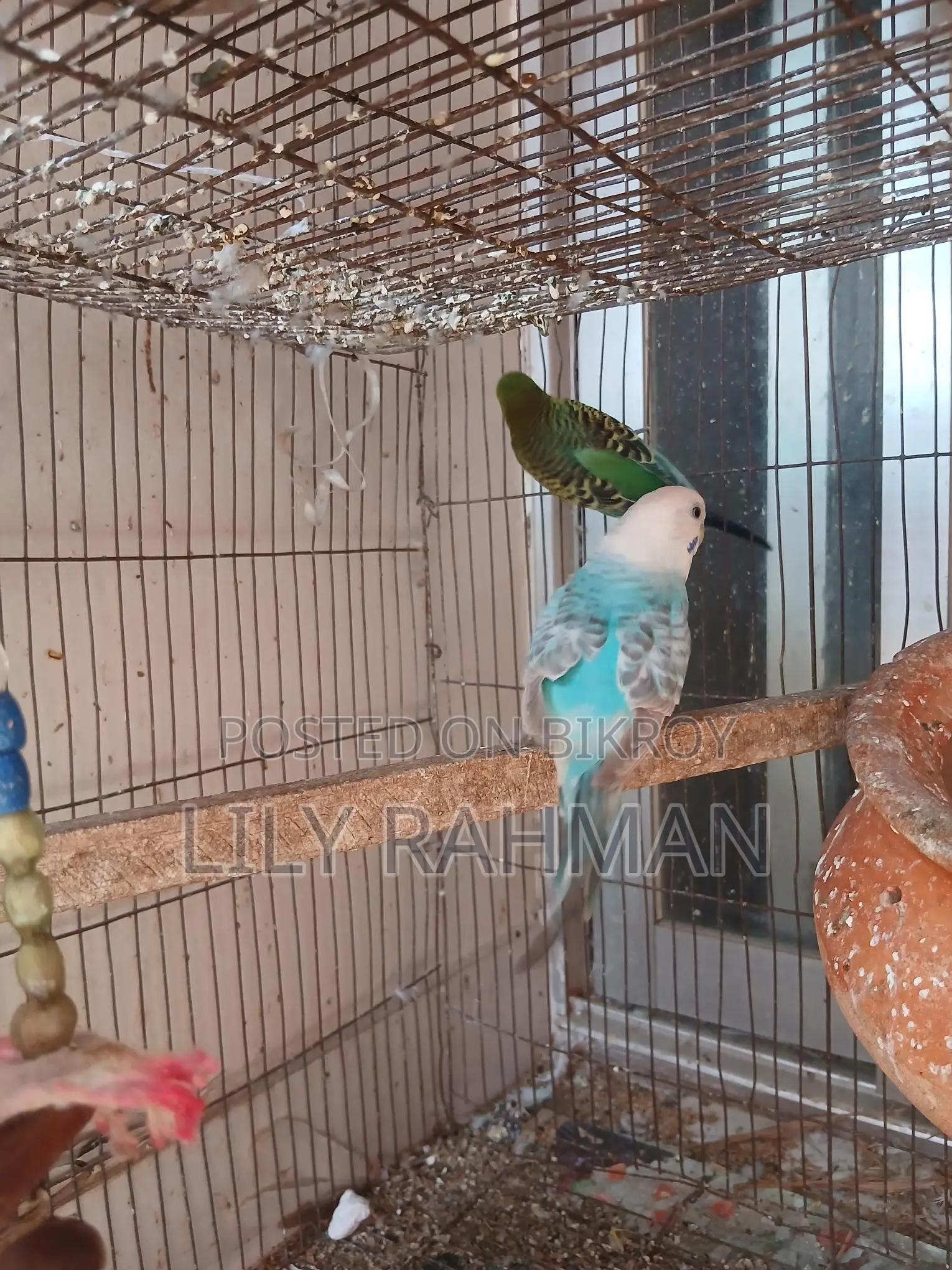 Budgie Birds for Sale