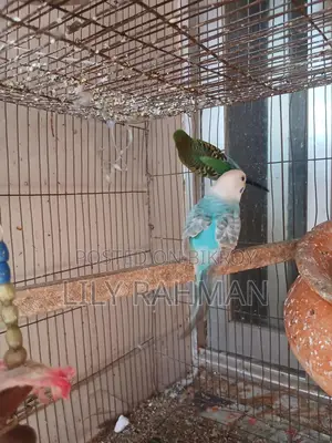 Budgie Birds for Sale
