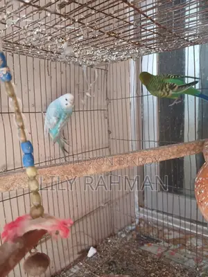 Budgie Birds for Sale
