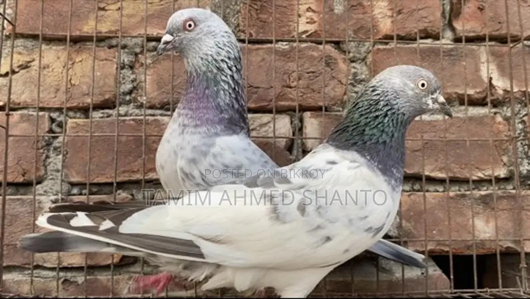 Pigeons for Sale