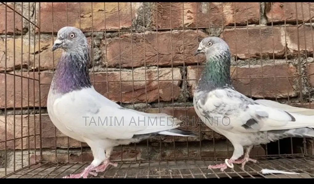 Pigeons for Sale