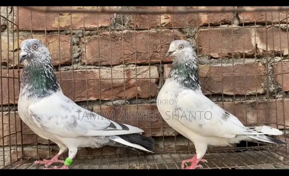 Pigeons for Sale
