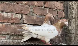 Pigeons for Sale