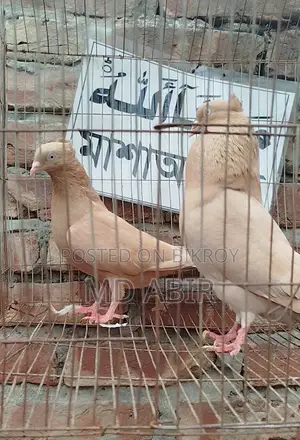 ঘিয়ার সুললি রানিং জোড়া কবুতর