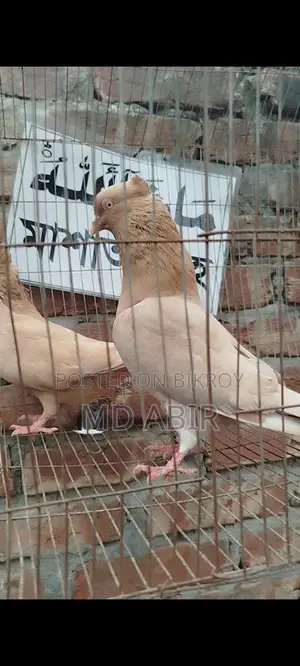 ঘিয়ার সুললি রানিং জোড়া কবুতর