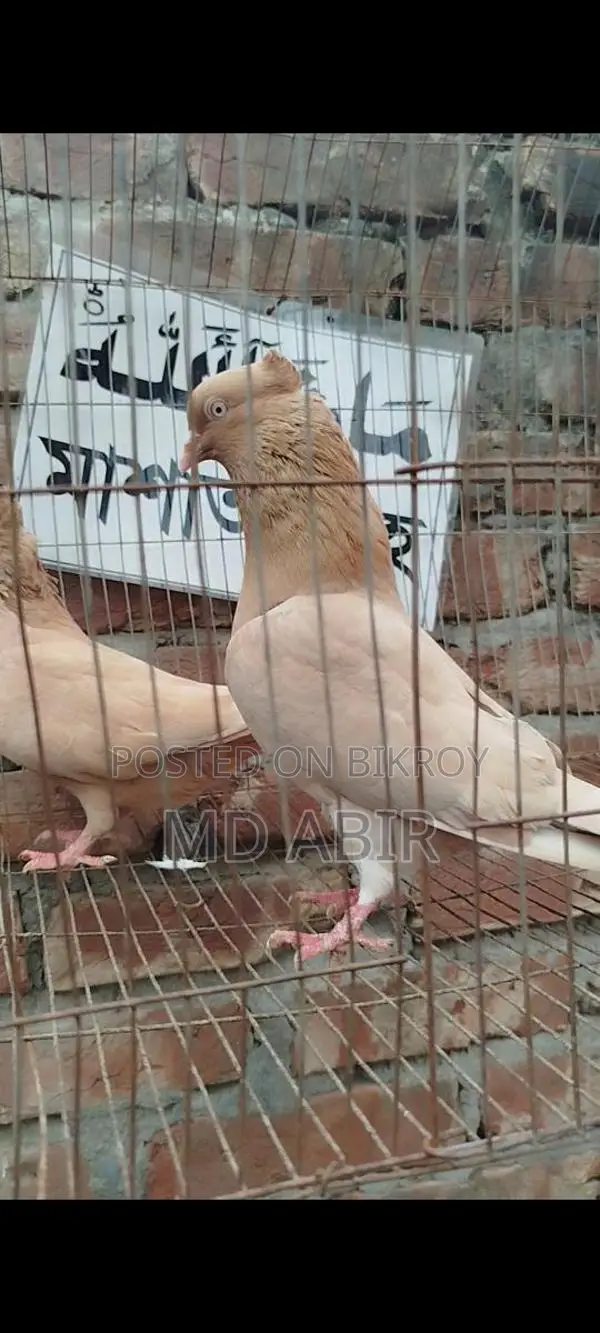 ঘিয়ার সুললি রানিং জোড়া কবুতর