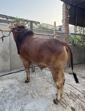 Bull for Sale