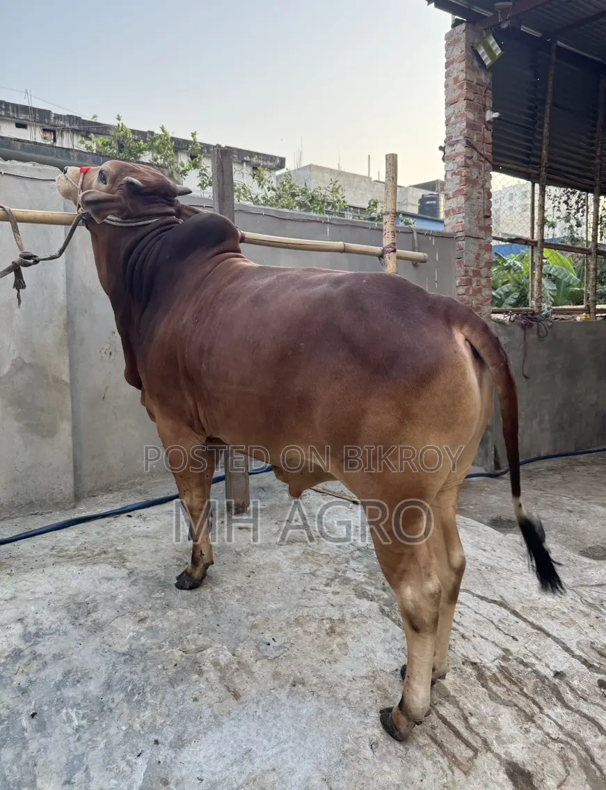 Bull for Sale