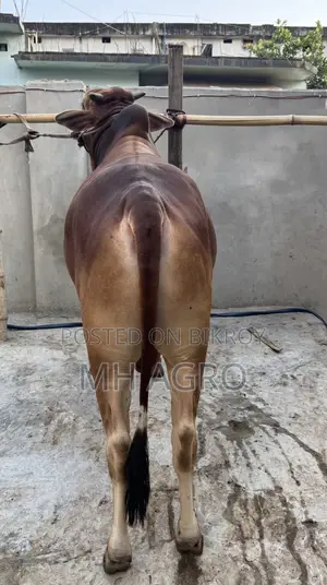 Bull for Sale