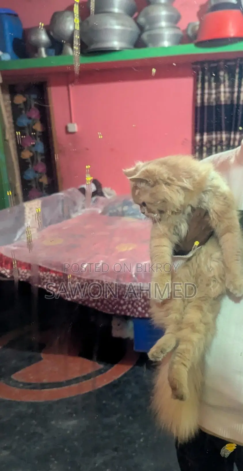 বিড়াল বিক্রি করবো