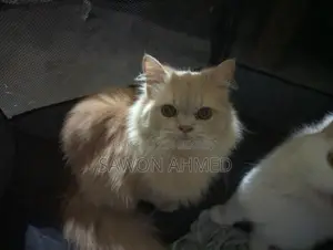 বিড়াল বিক্রি করবো