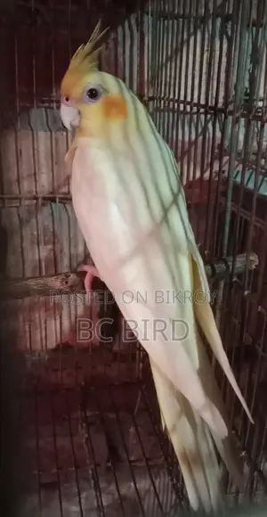 ককাটেল পাখি