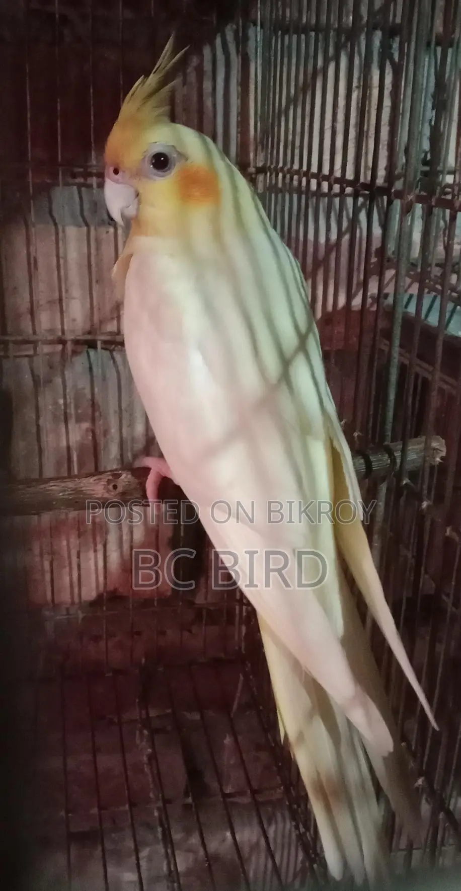 ককাটেল পাখি
