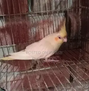 ককাটেল পাখি