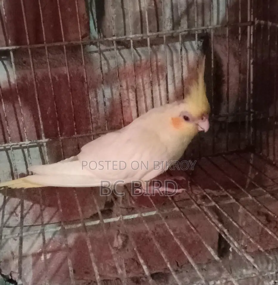 ককাটেল পাখি