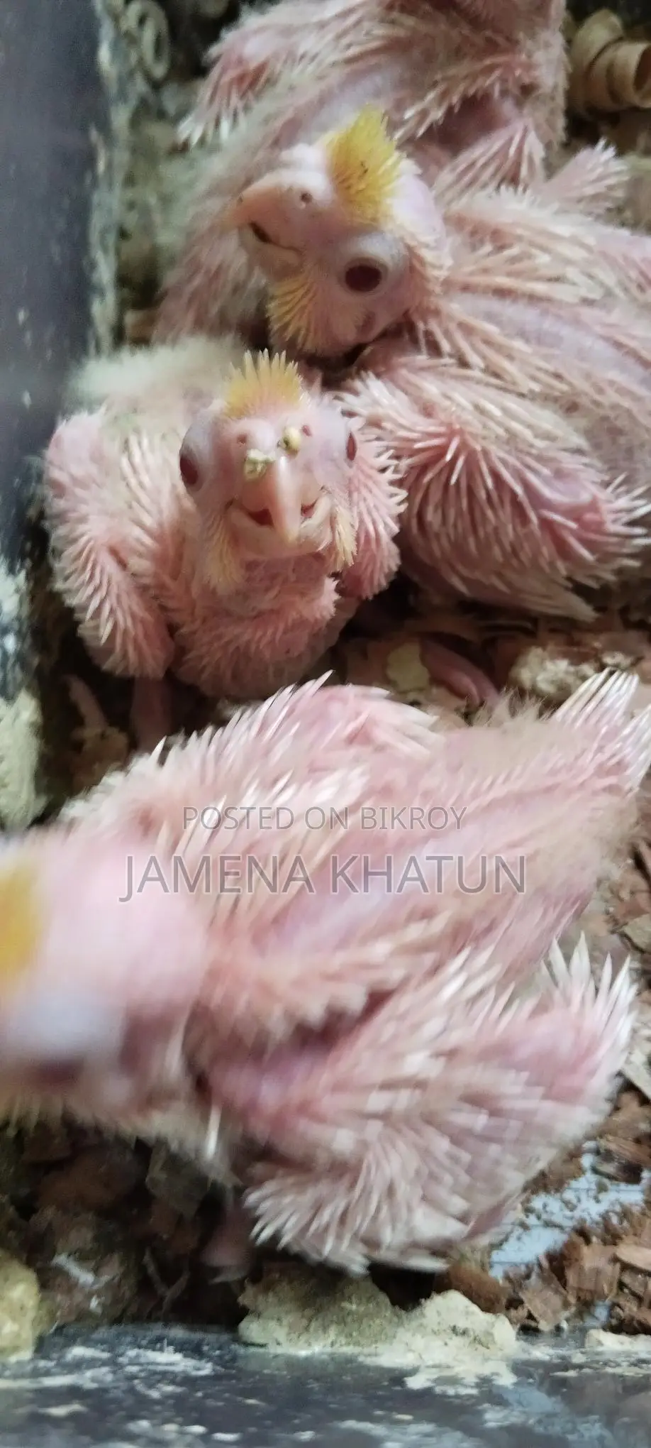 Birds for Sale