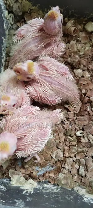 Birds for Sale