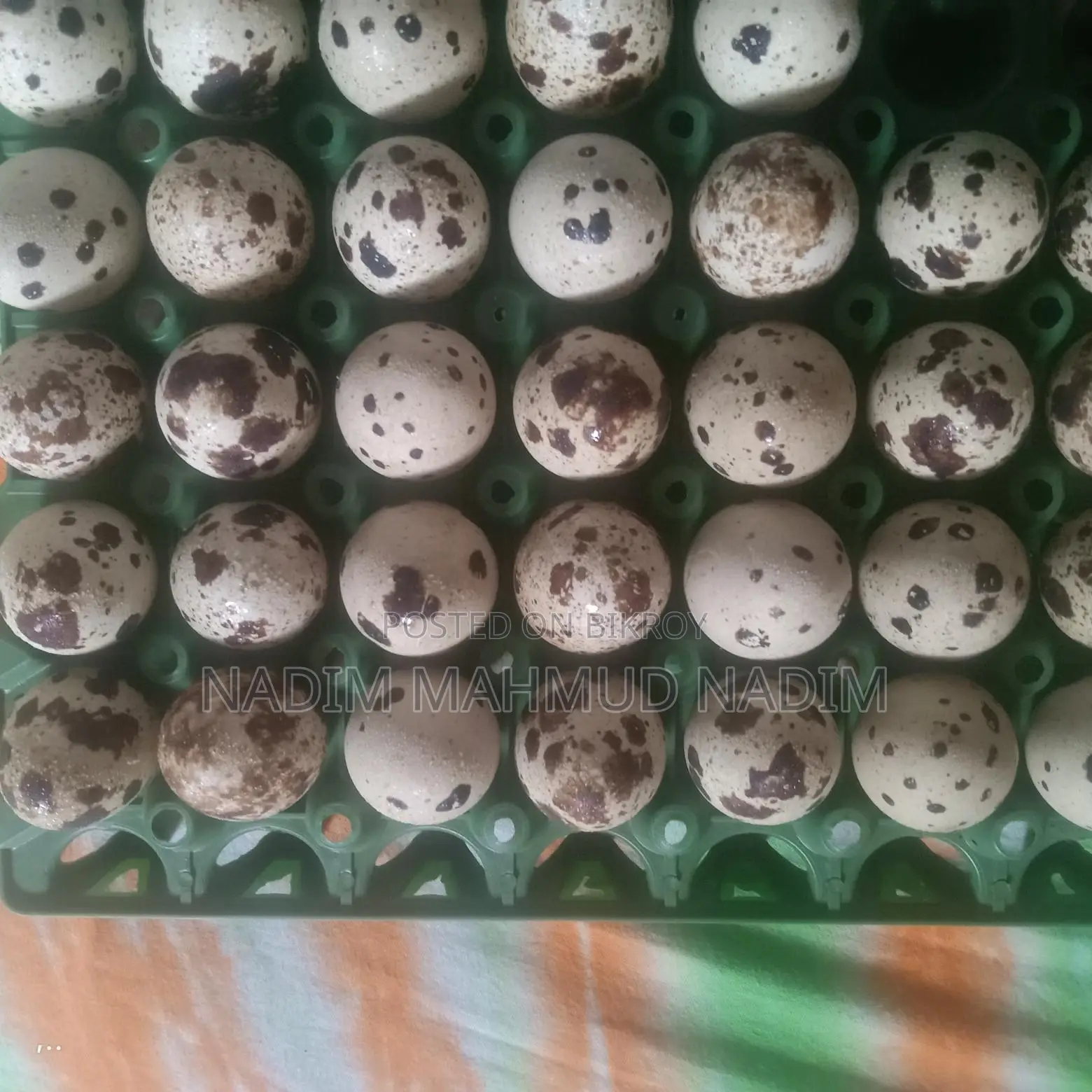 European Quail Hatching Eggs