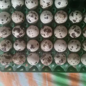 European Quail Hatching Eggs