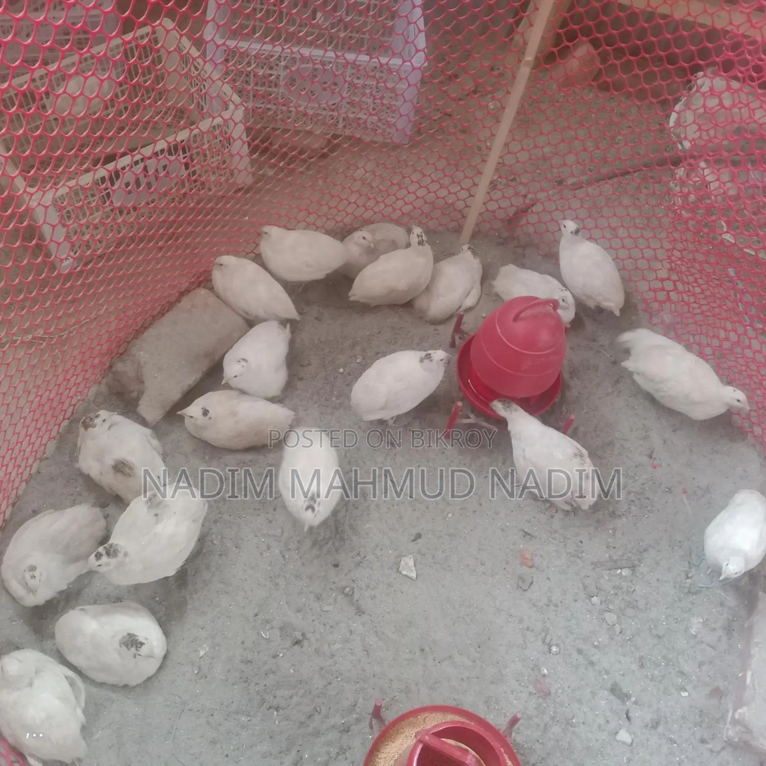 European Quail Hatching Eggs