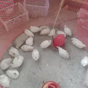 ইউরোপিয়ান কোয়েল পাখি বিজ ডিম