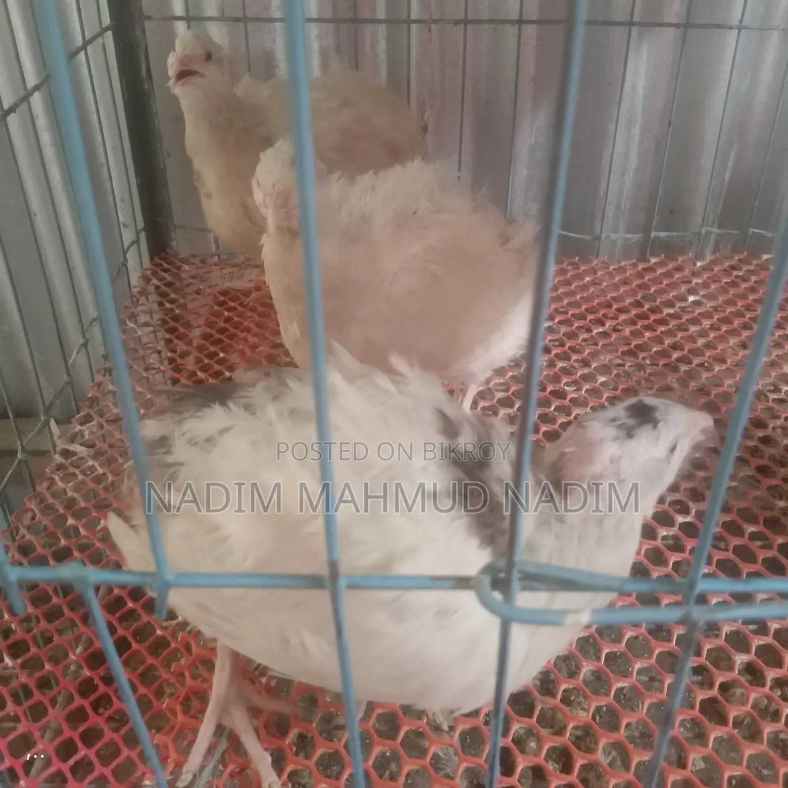 European Quail Hatching Eggs