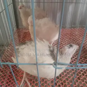 European Quail Hatching Eggs