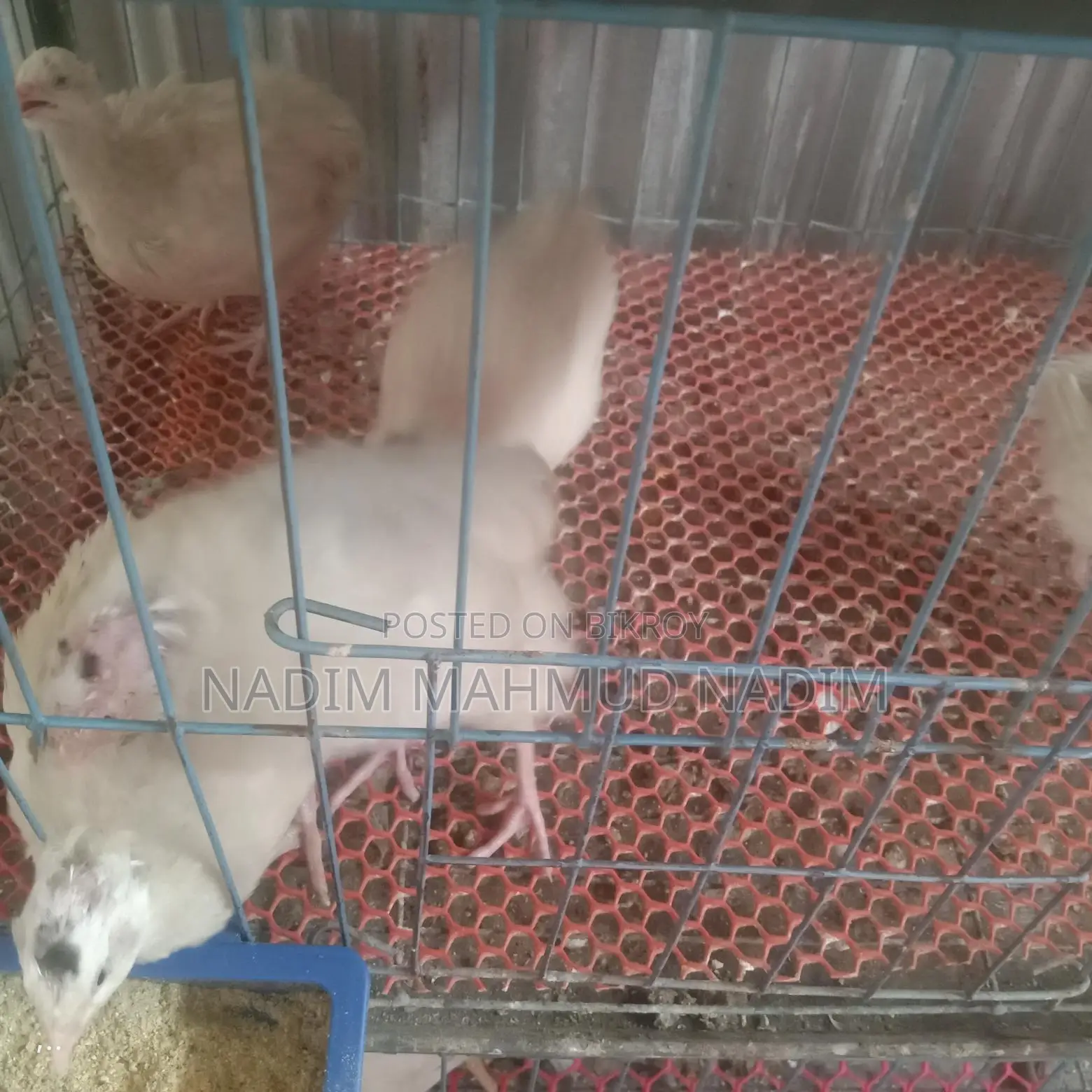 European Quail Hatching Eggs