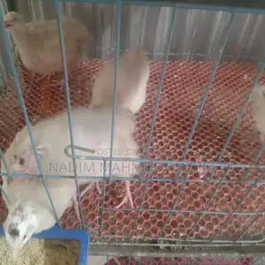 European Quail Hatching Eggs