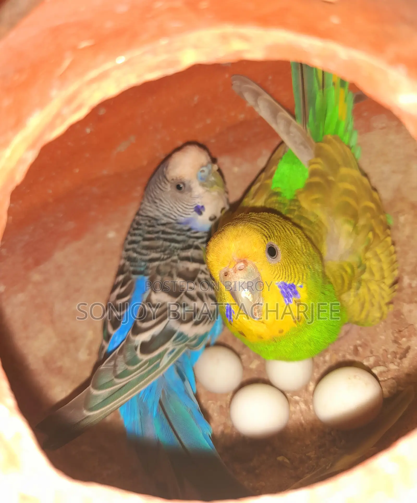 Budgerigar Pair