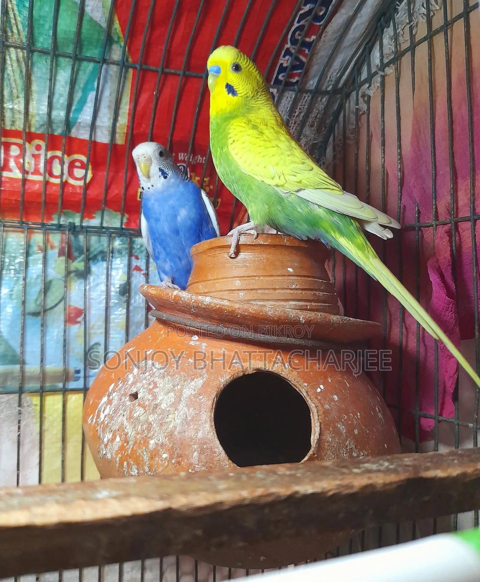 Budgerigar Pair