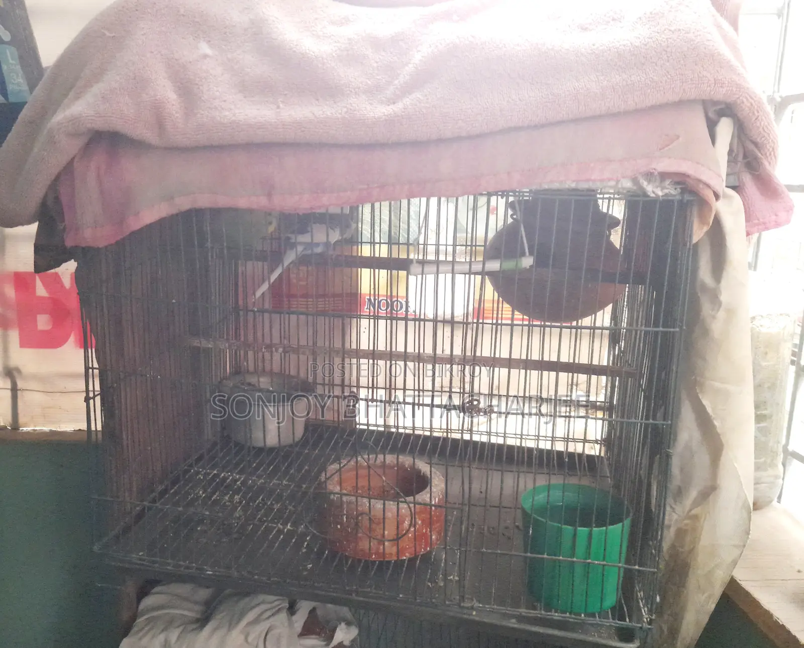 Budgerigar Pair