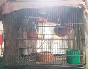 Budgerigar Pair
